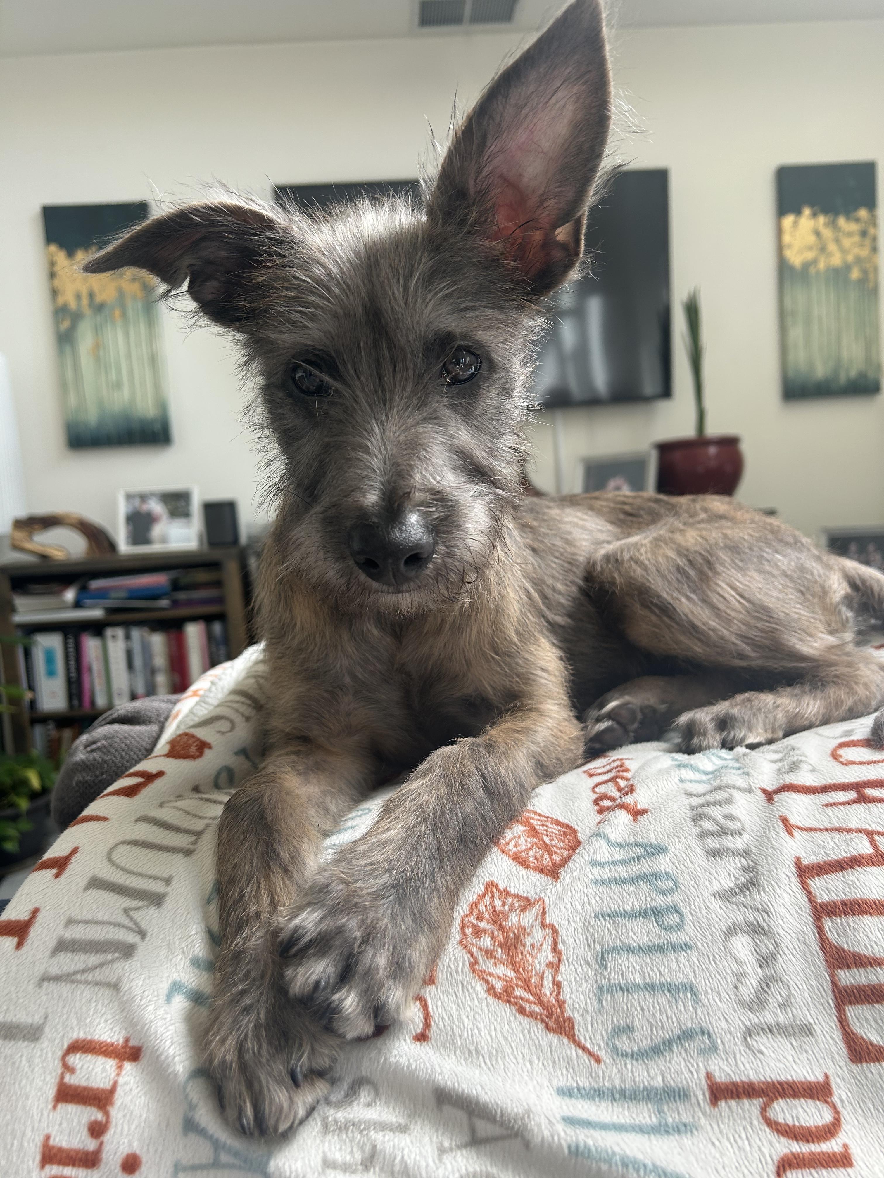 Enlarge Lacey (3 Ladies and a Lad), a ADOPTABLE mixed breed in Redwood City, CA image 1/6