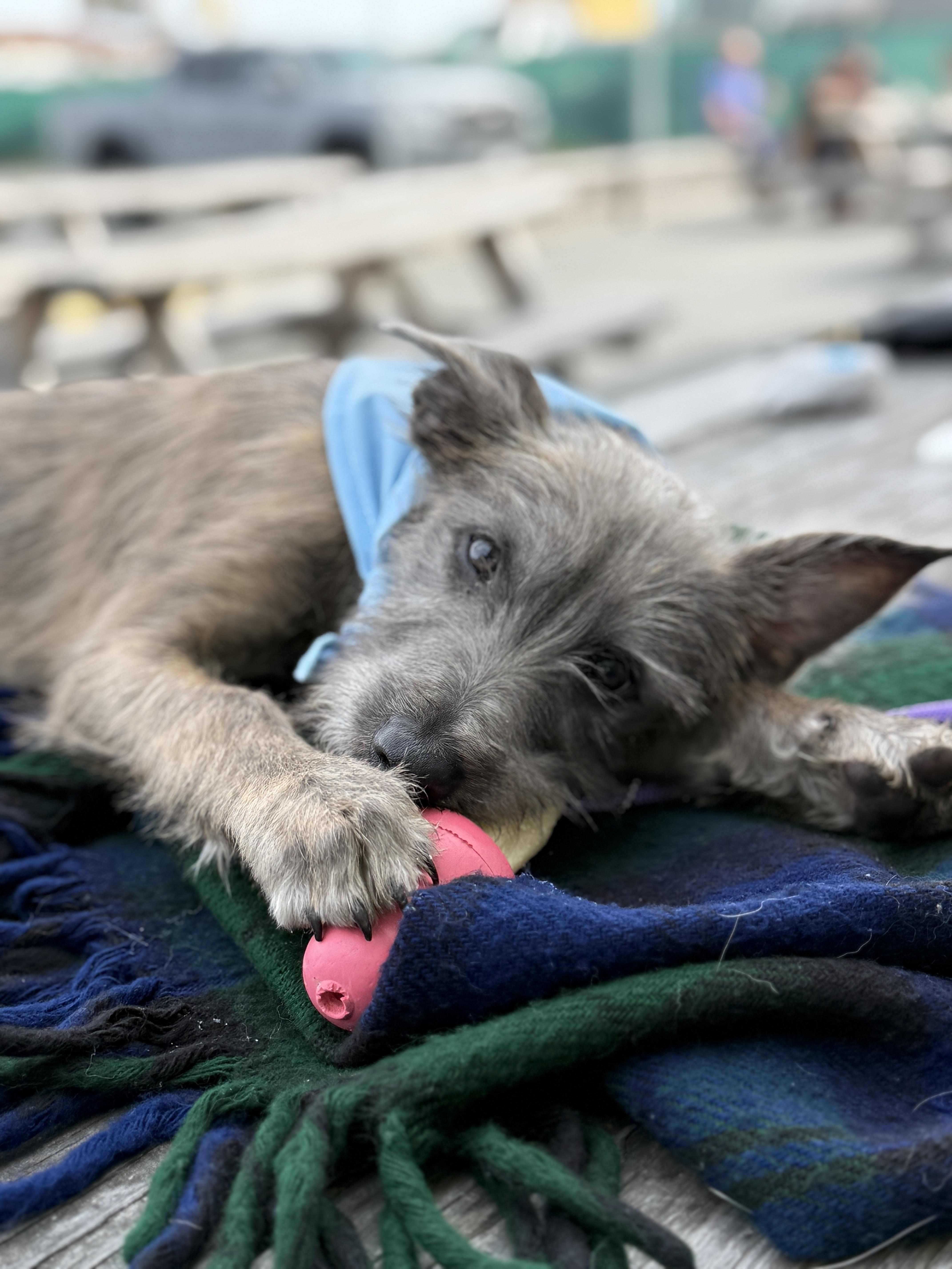 Enlarge Lacey (3 Ladies and a Lad), a ADOPTABLE mixed breed in Redwood City, CA image 5/6