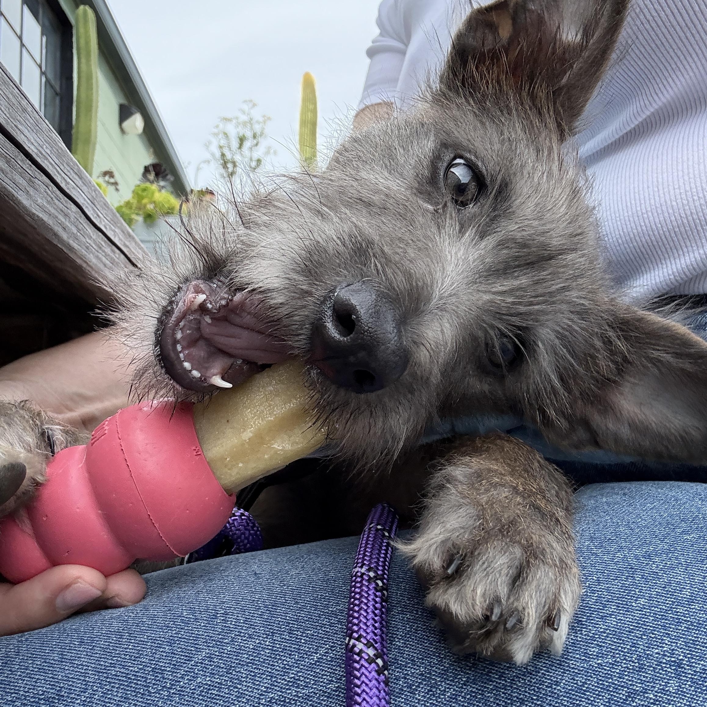 Enlarge Lacey (3 Ladies and a Lad), a ADOPTABLE mixed breed in Redwood City, CA image 2/6