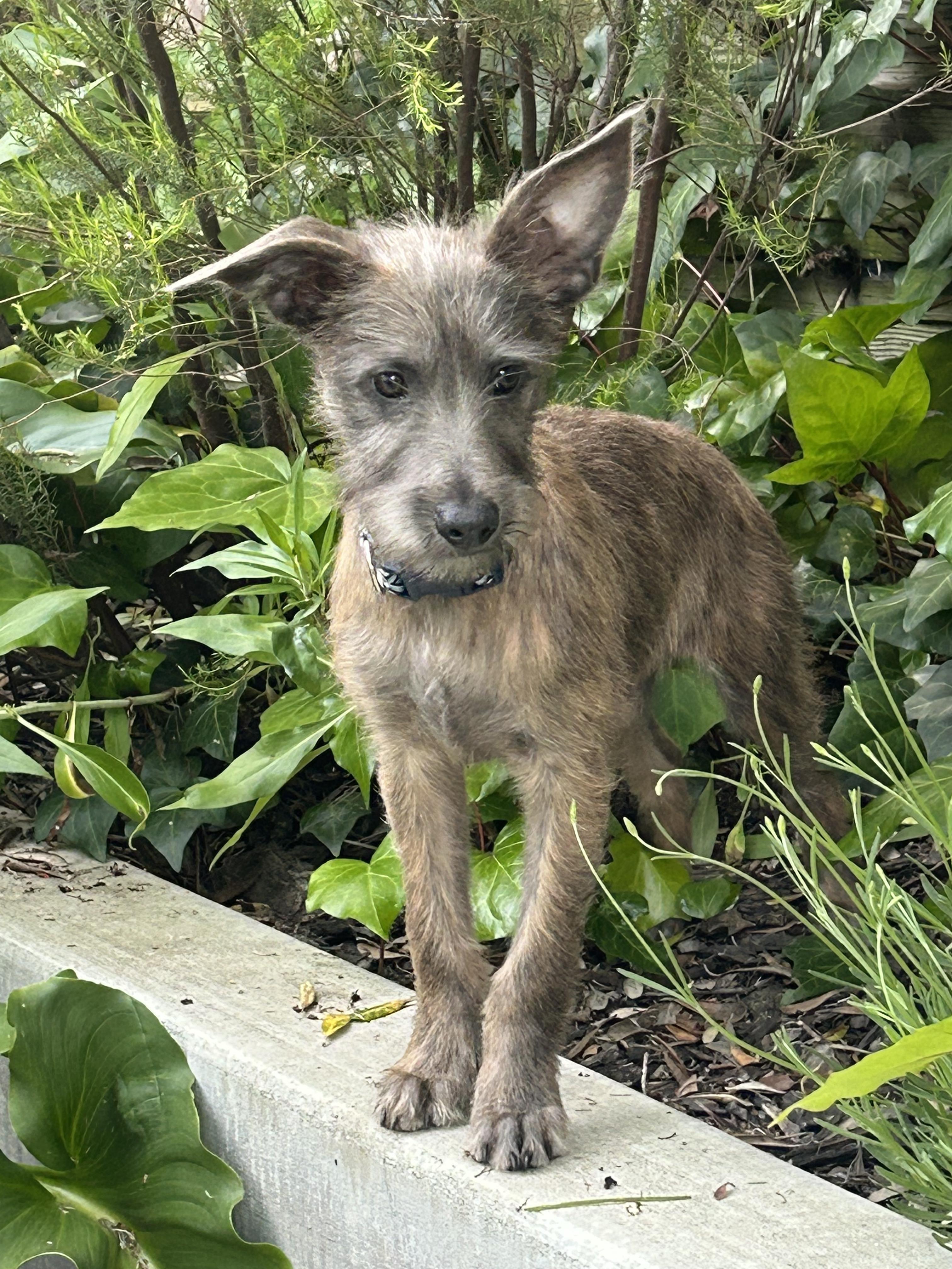 Enlarge Lacey (3 Ladies and a Lad), a ADOPTABLE mixed breed in Redwood City, CA image 3/6