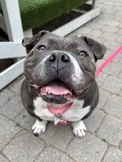 Tina Teapot, Adoptable, Adult Female American Bulldog & Mixed Breed.