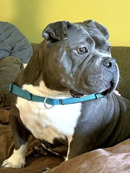 Enlarge Tina Teapot, a Adoptable mixed breed in Washington, DC image 2/3