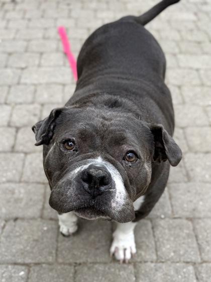 Enlarge Tina Teapot, a Adoptable mixed breed in Washington, DC image 3/3