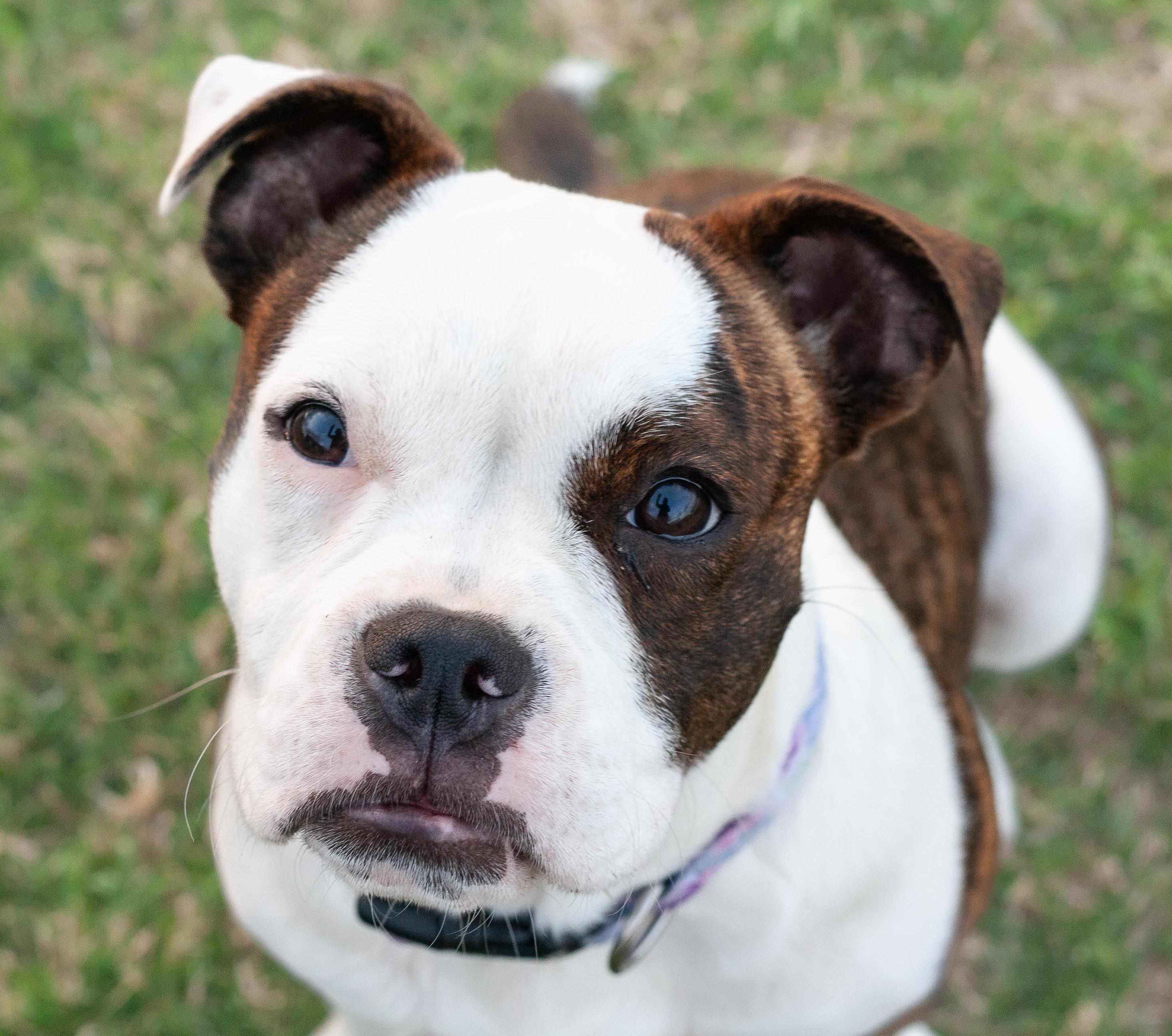 Enlarge Josie, an adopted mixed breed in Bryan, TX image 5/5