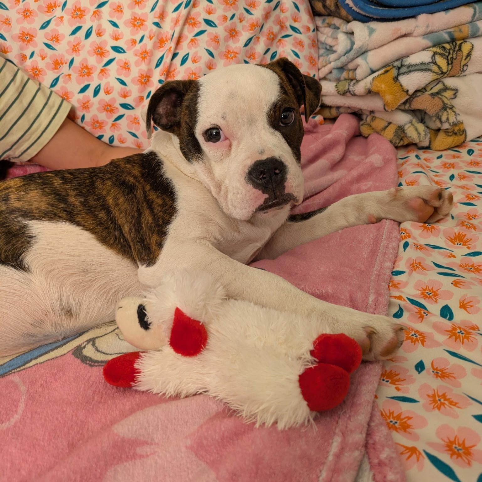 Enlarge Josie, an adopted mixed breed in Bryan, TX image 3/5