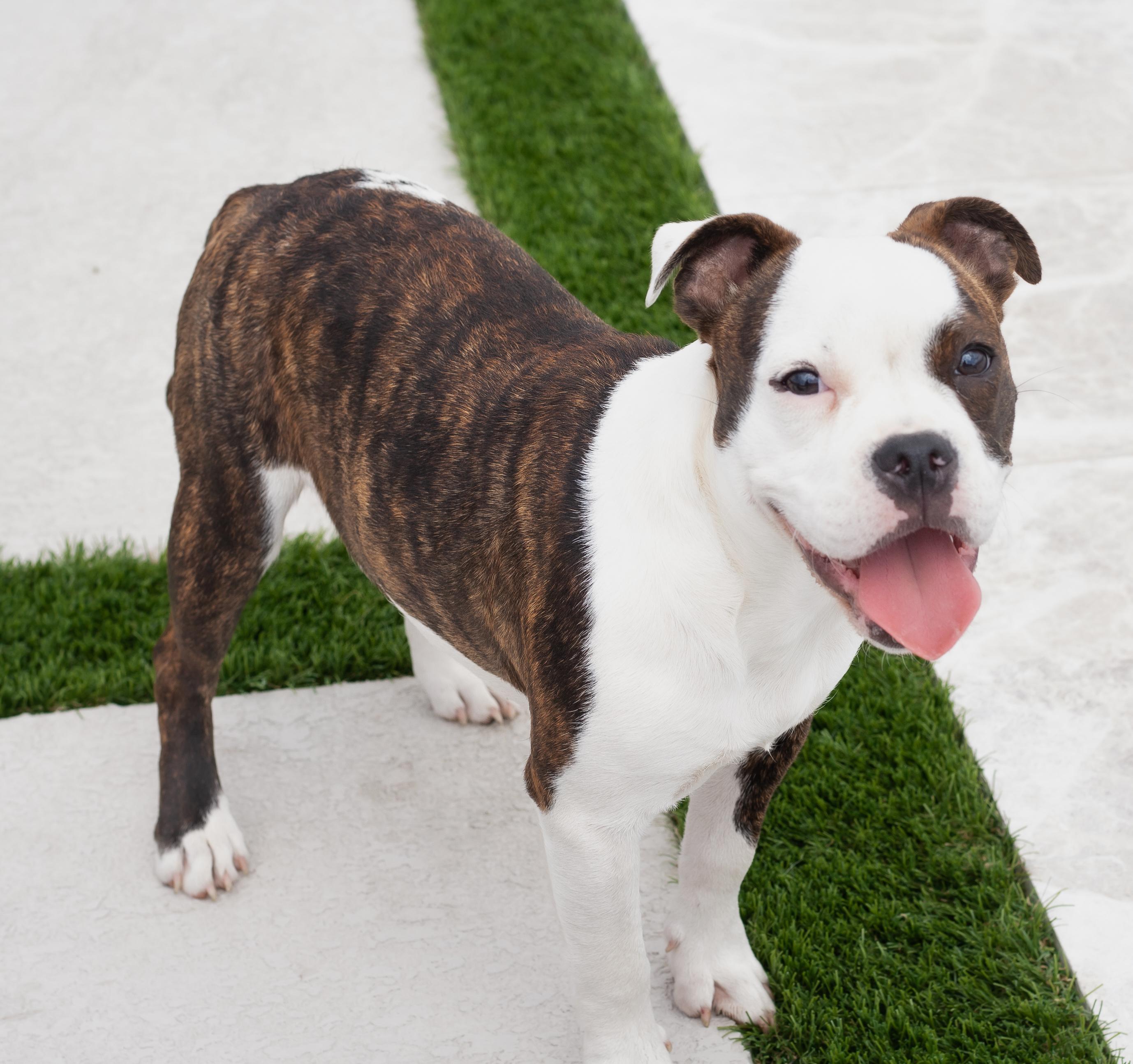 Josie, adopted, Young Female French Bulldog & English Bulldog.