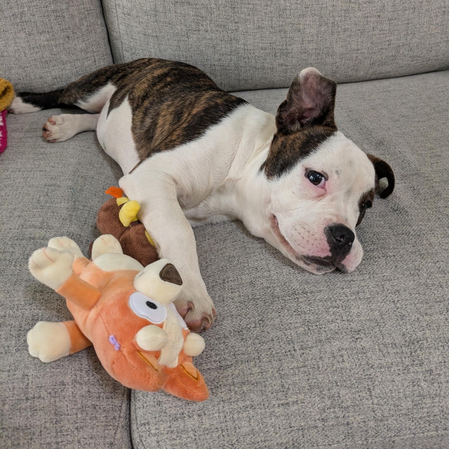 Enlarge Josie, an adopted mixed breed in Bryan, TX image 2/5