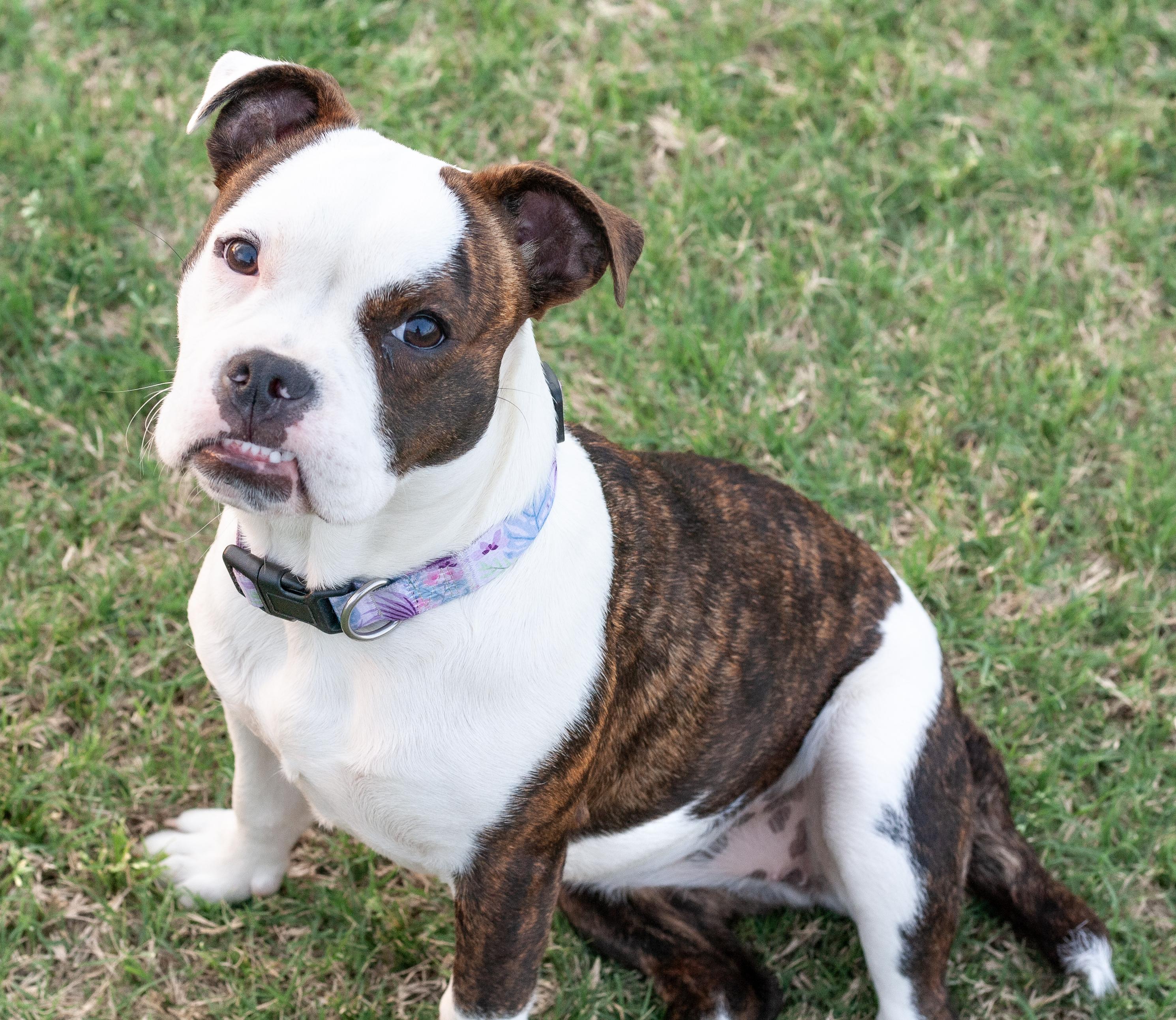 Enlarge Josie, an adopted mixed breed in Bryan, TX image 4/5