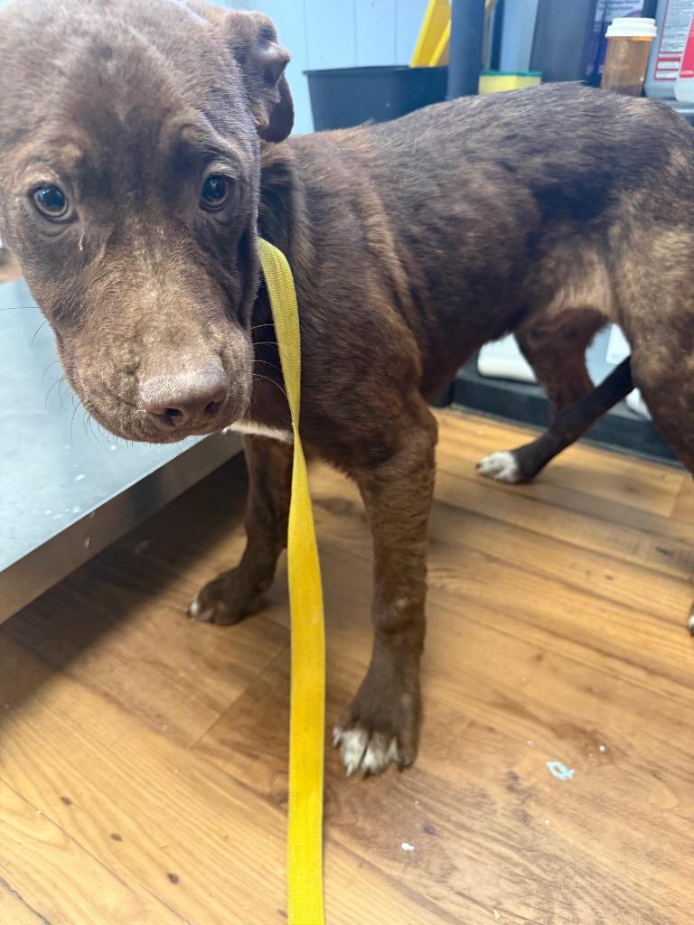 Enlarge Nickel, a Adoptable mixed breed in Fayetteville, TN image 1/1