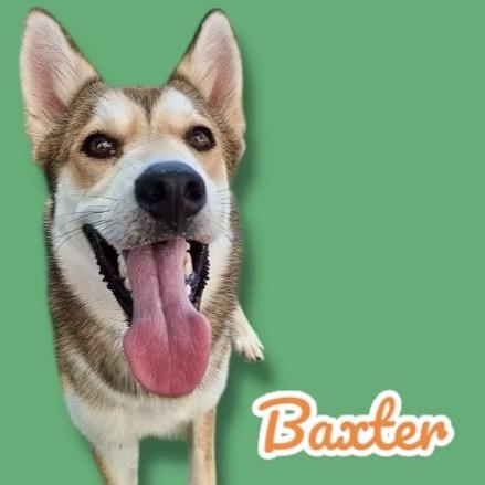 Baxter, Adoptable, Adult Male Husky & German Shepherd Dog.