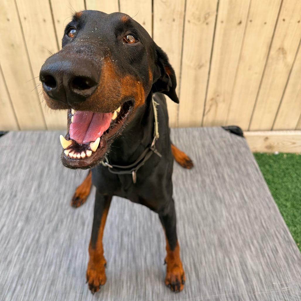 Enlarge Kilo (Benefactor Dog), a Adoptable Doberman Pinscher in New Orleans, LA image 1/6