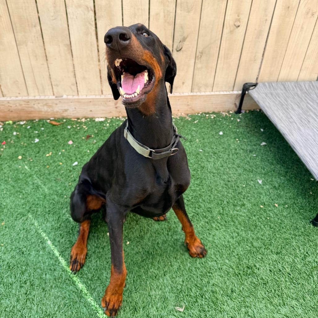Enlarge Kilo (Benefactor Dog), a Adoptable Doberman Pinscher in New Orleans, LA image 2/6