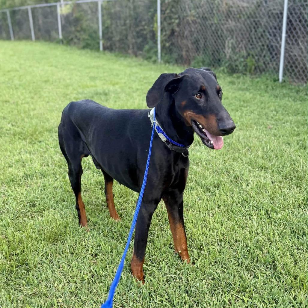Enlarge Kilo (Benefactor Dog), a Adoptable Doberman Pinscher in New Orleans, LA image 3/6