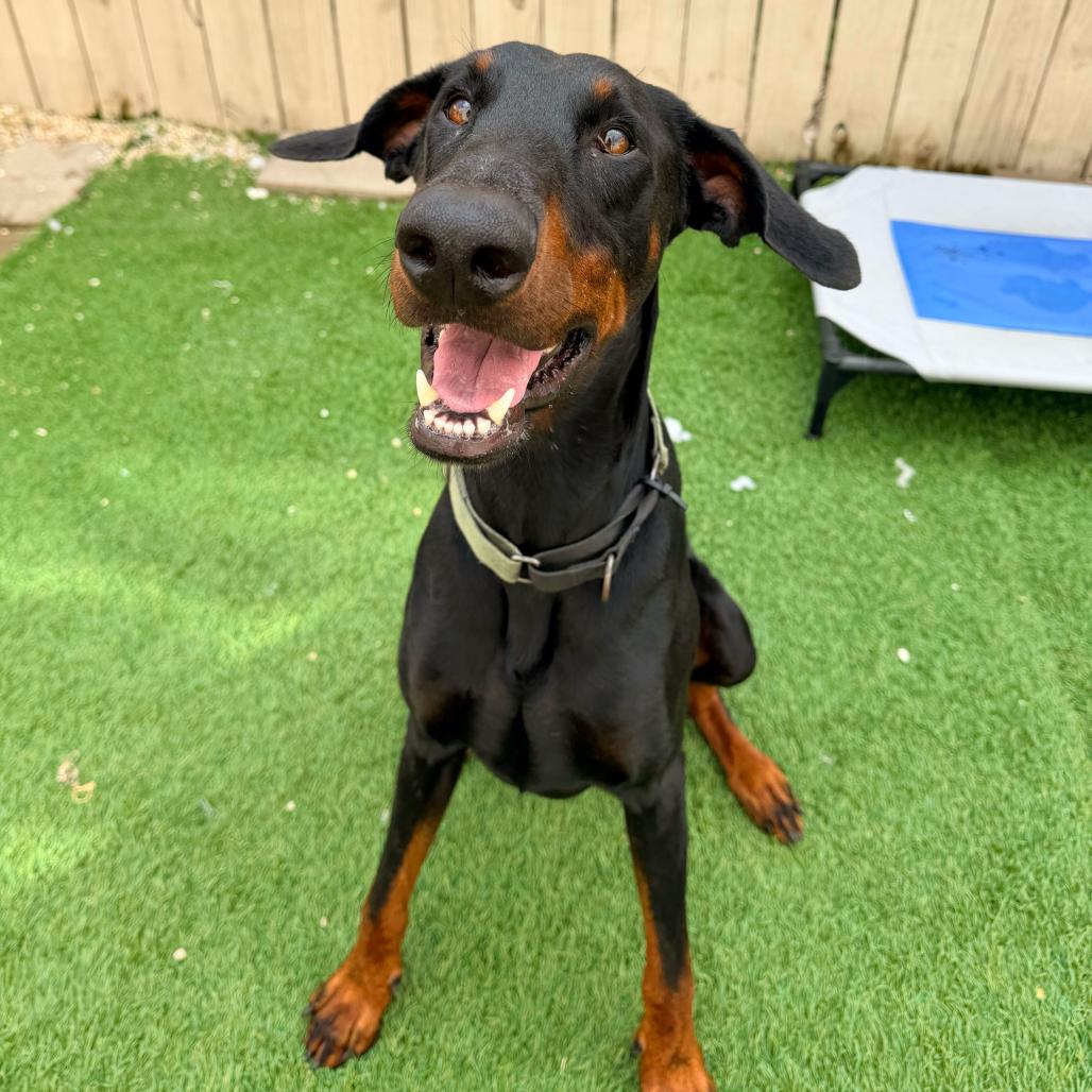 Enlarge Kilo (Benefactor Dog), a Adoptable Doberman Pinscher in New Orleans, LA image 4/6