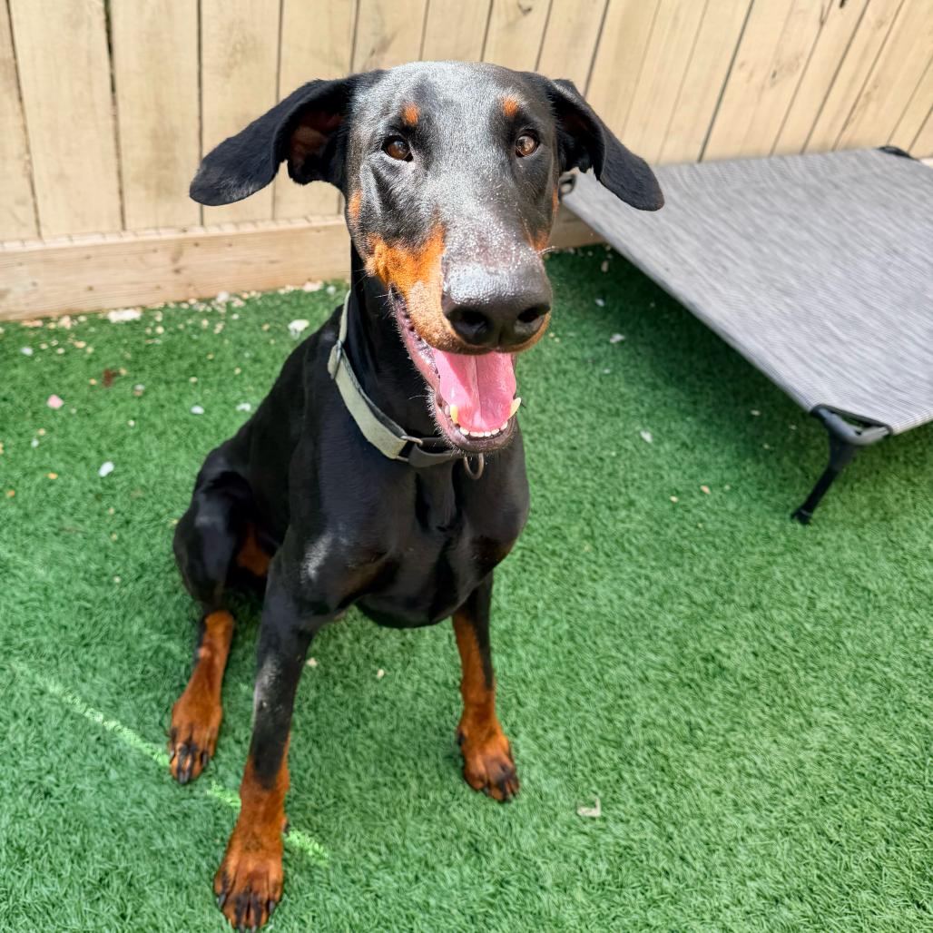 Enlarge Kilo (Benefactor Dog), a Adoptable Doberman Pinscher in New Orleans, LA image 5/6