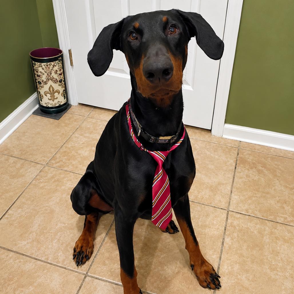 Enlarge Kilo (Benefactor Dog), a Adoptable Doberman Pinscher in New Orleans, LA image 6/6