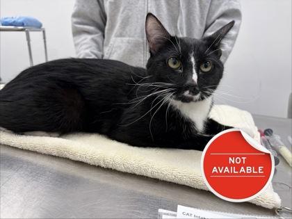 Mary Anning, a Adoptable mixed breed in Lowell, MA image 1/2