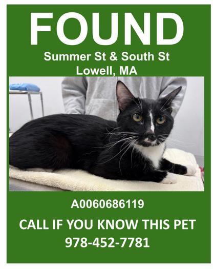 Mary Anning, a Adoptable mixed breed in Lowell, MA image 2/2