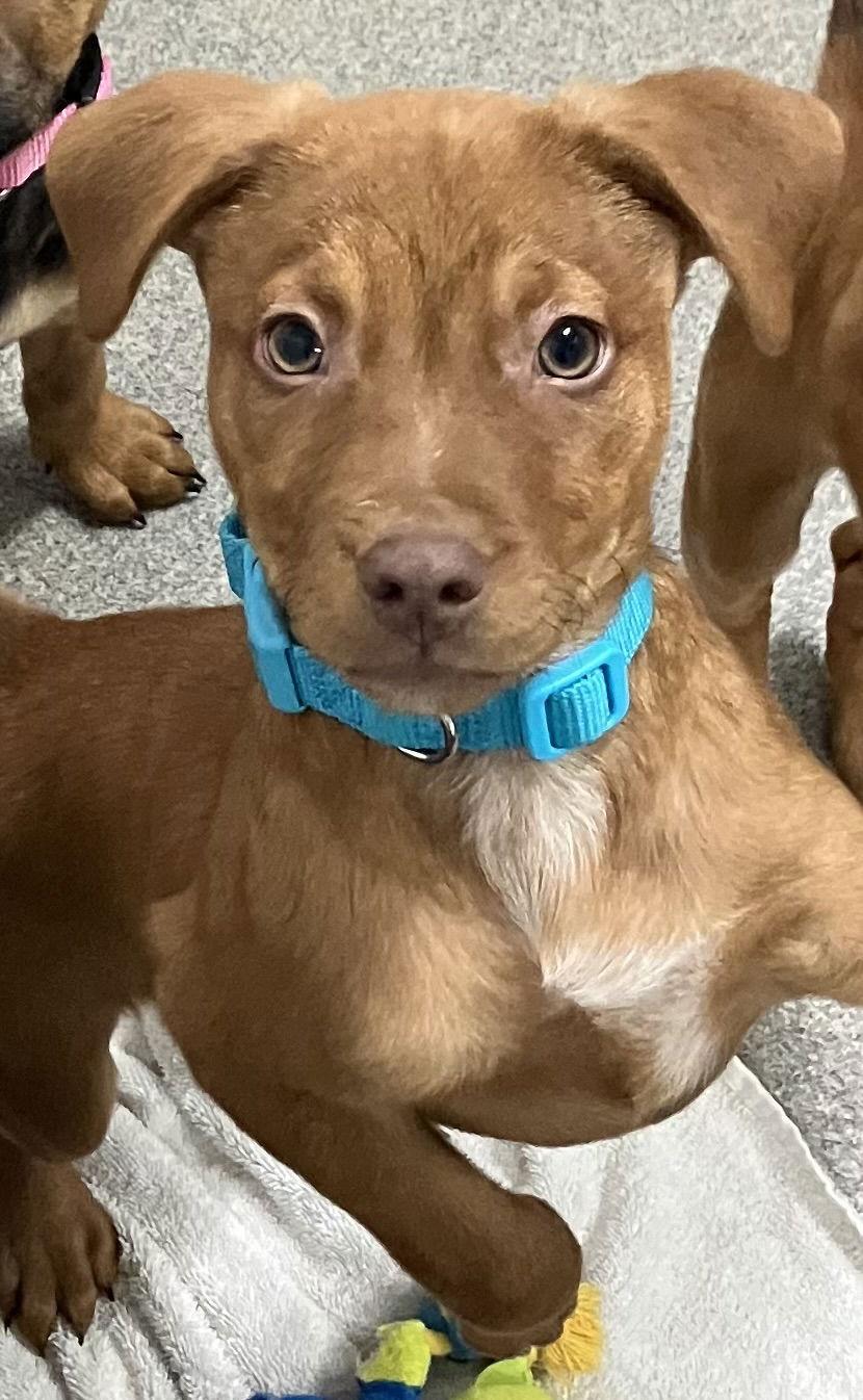 Enlarge Sol 11 weeks male, a Adoptable Mixed Breed in Sterling, MA image 1/1