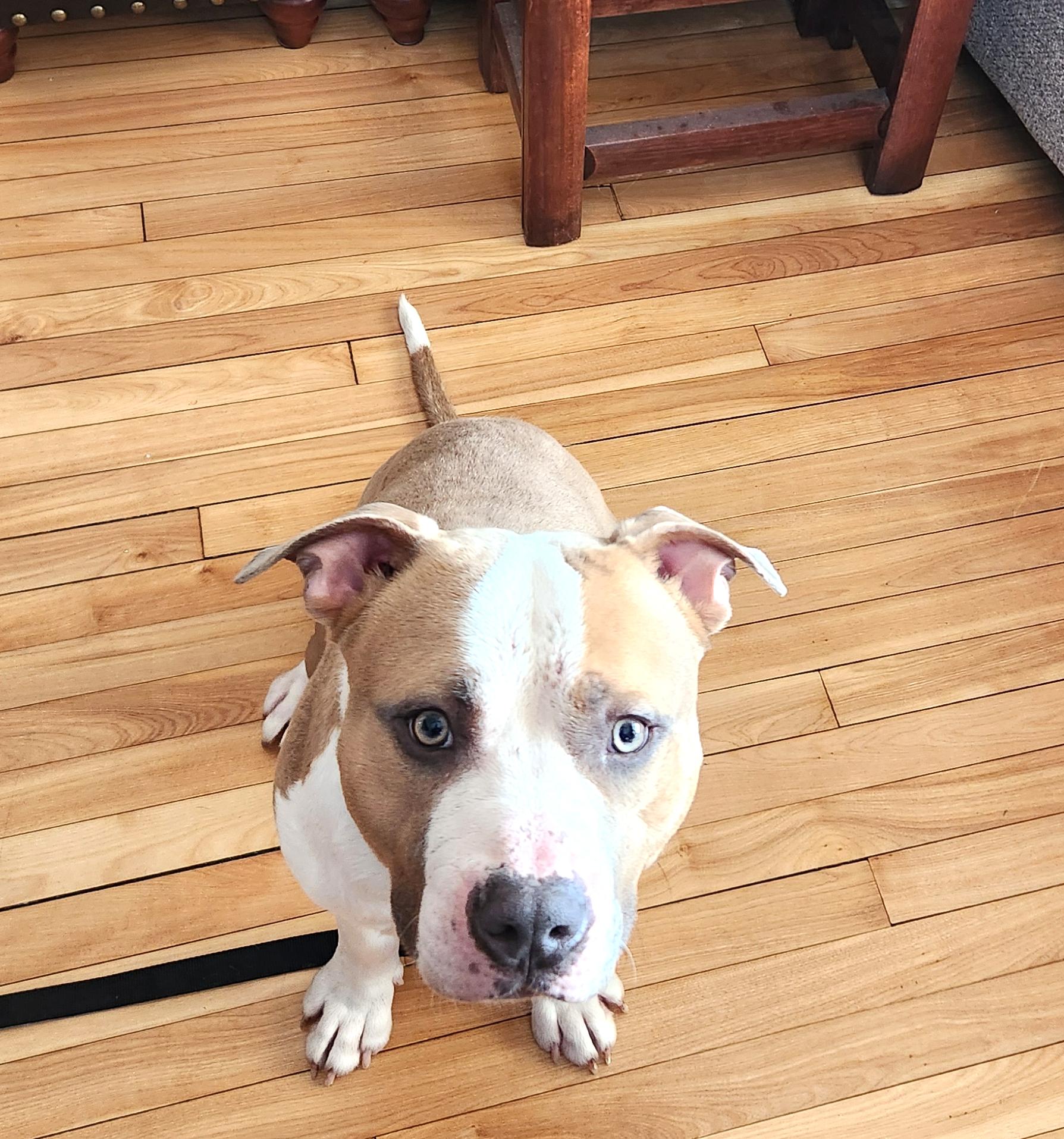 Munchi, adopted, Adult Male Pit Bull Terrier.