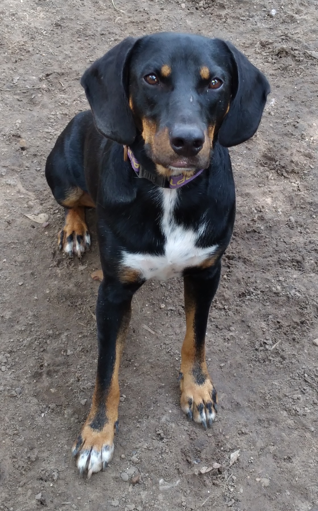 Enlarge Gunner from TEXAS, a Adoptable mixed breed in Wallis, TX image 4/4