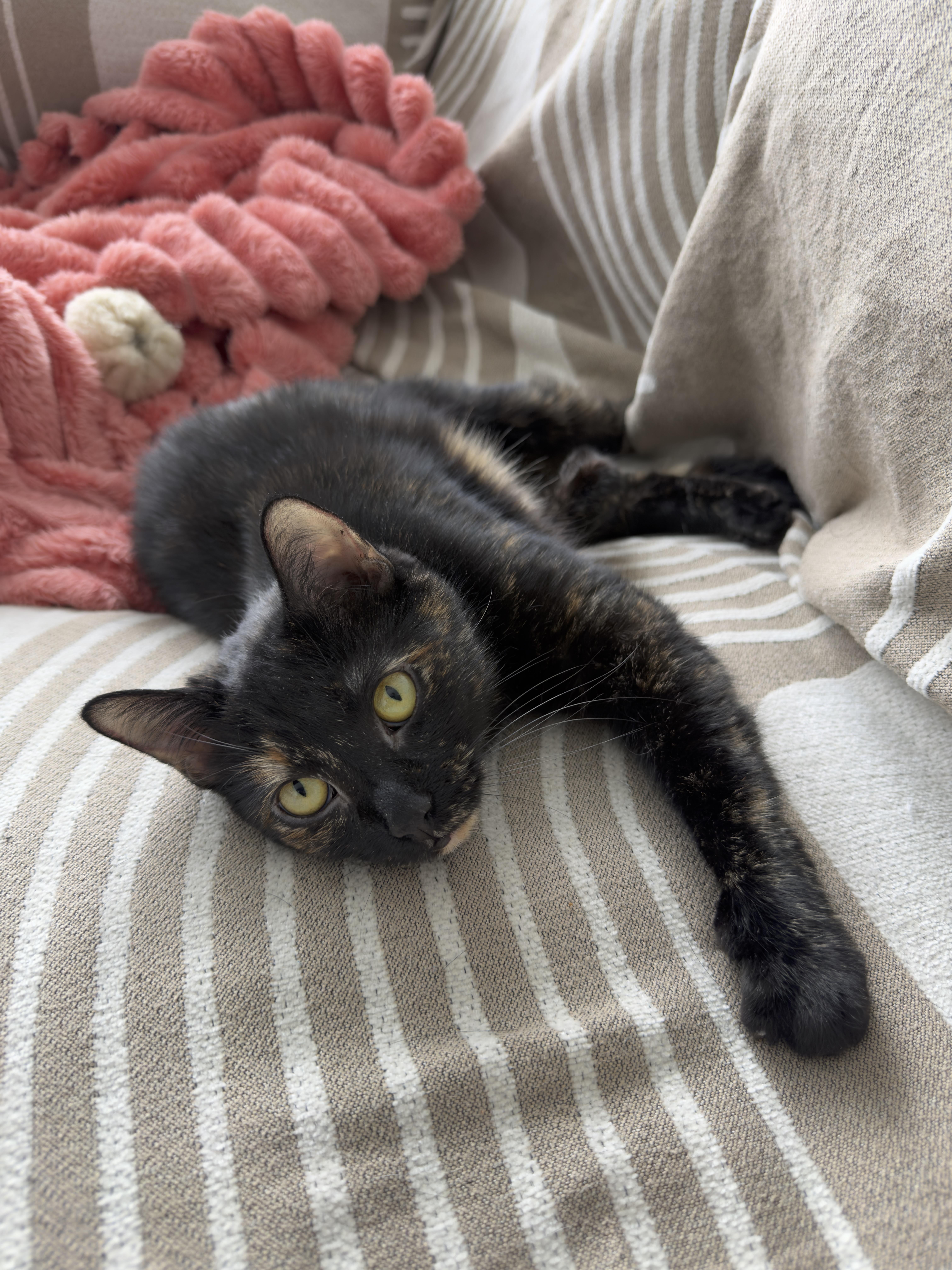 Enlarge Bella (bonded with Pepe), a ADOPTABLE Domestic Short Hair in Pickering, ON image 6/6