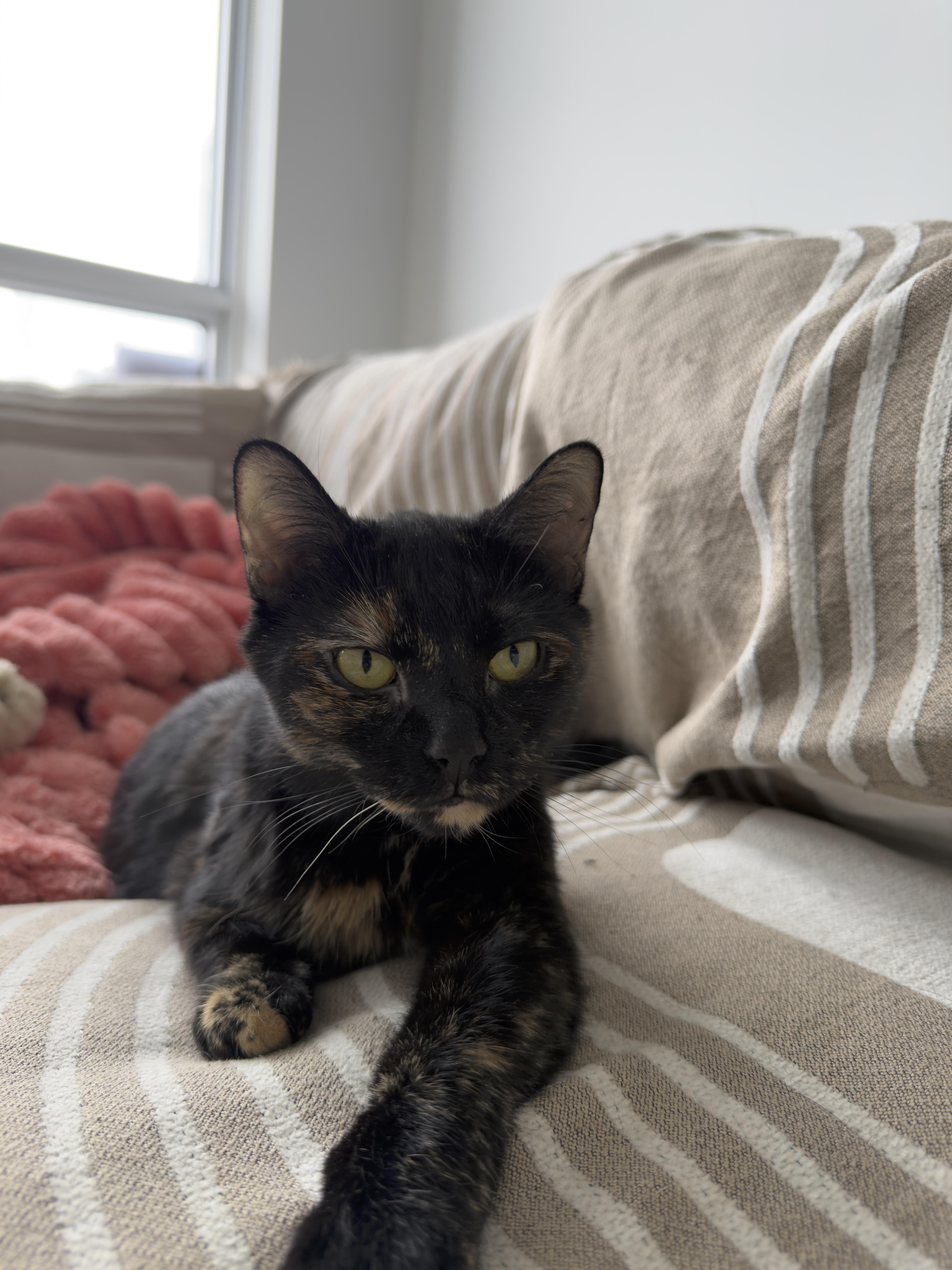 Enlarge Bella (bonded with Pepe), a ADOPTABLE Domestic Short Hair in Pickering, ON image 2/6