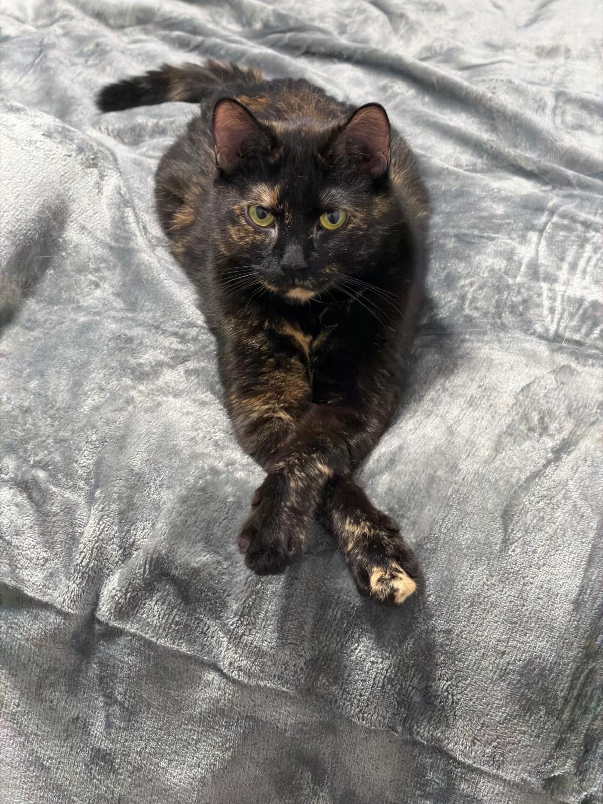 Enlarge Bella (bonded with Pepe), a ADOPTABLE Domestic Short Hair in Pickering, ON image 3/6