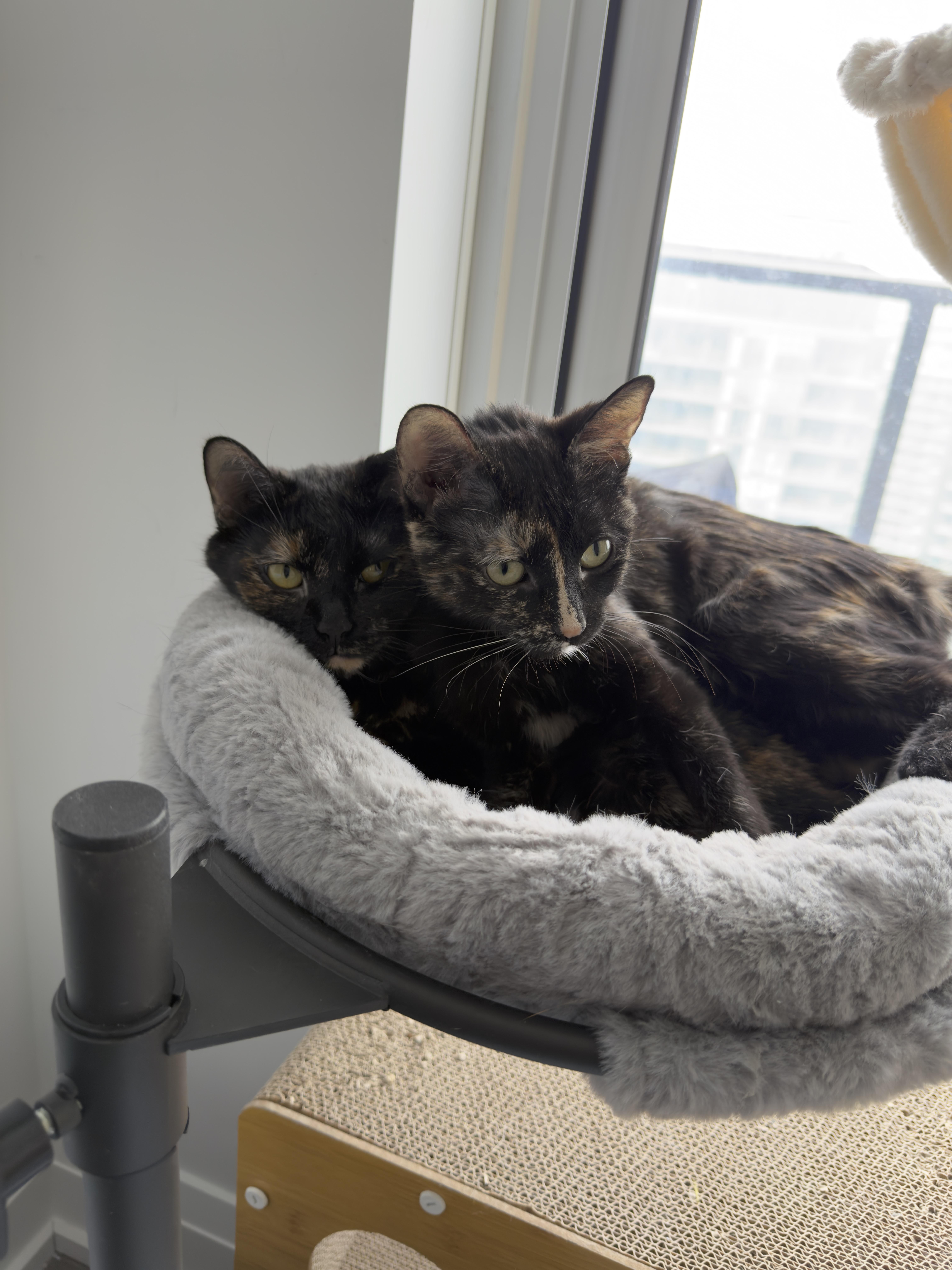 Enlarge Bella (bonded with Pepe), a ADOPTABLE Domestic Short Hair in Pickering, ON image 4/6