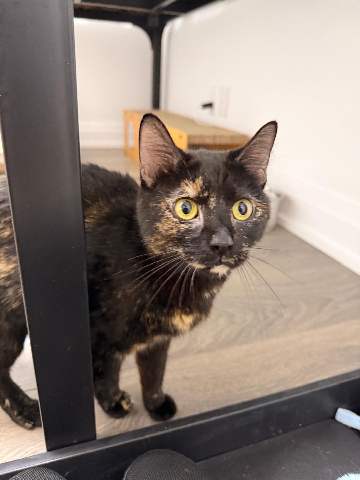 Enlarge Bella (bonded with Pepe), a ADOPTABLE Domestic Short Hair in Pickering, ON image 1/6