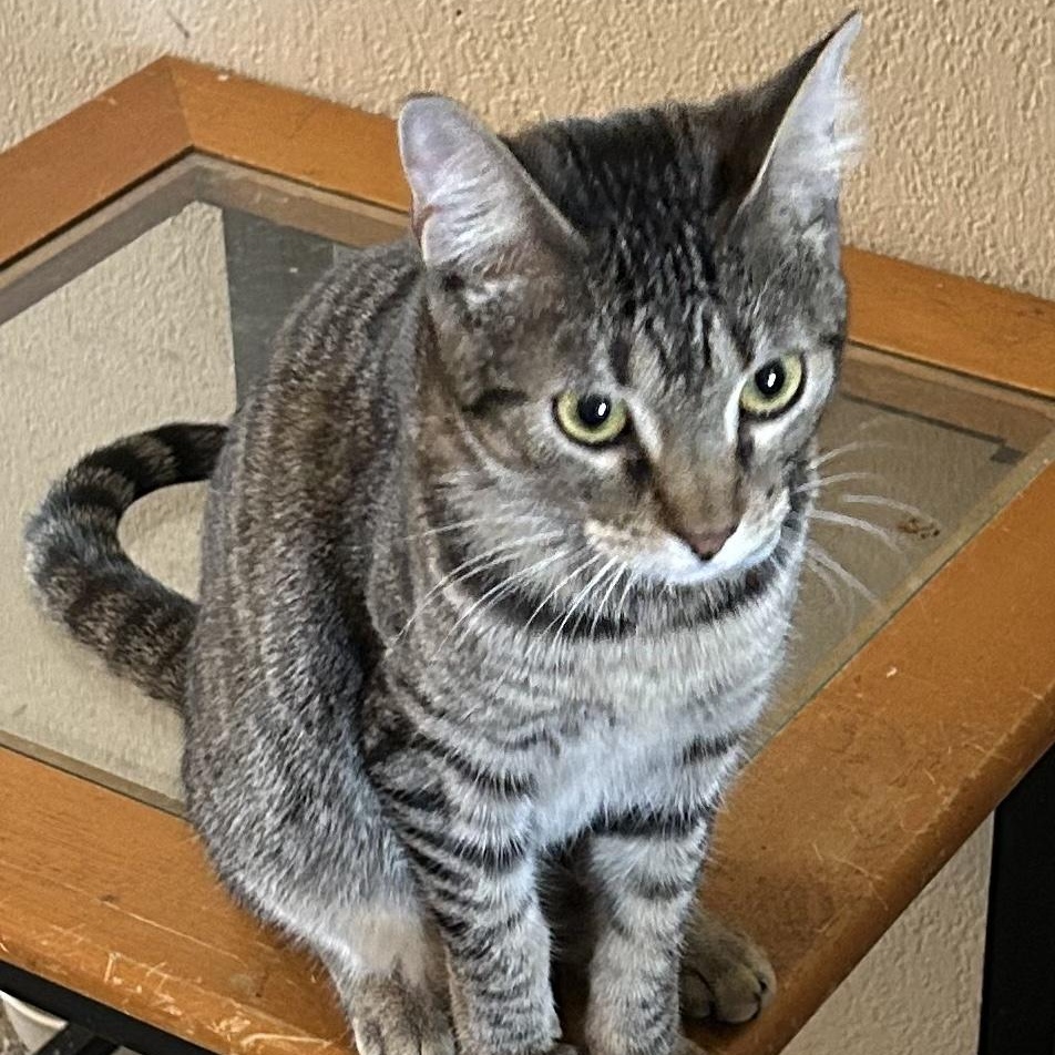 Enlarge Monkey, a Adoptable Domestic Short Hair in Tulsa, OK image 3/3