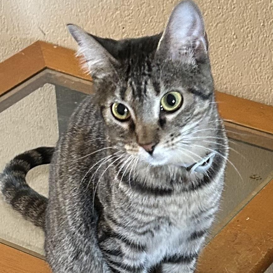 Enlarge Monkey, a Adoptable Domestic Short Hair in Tulsa, OK image 1/3