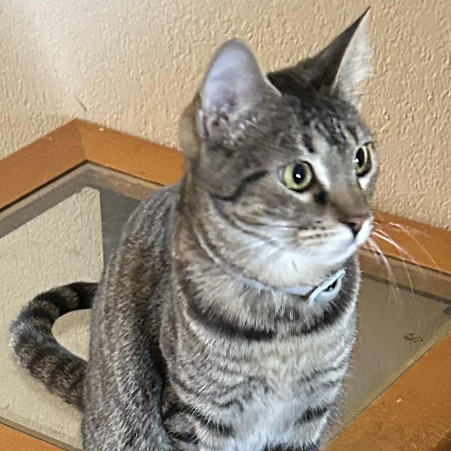 Enlarge Monkey, a Adoptable Domestic Short Hair in Tulsa, OK image 2/3