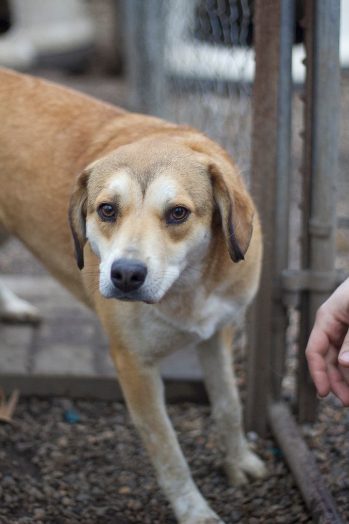 Fancy, Adoptable, Adult Female Hound.