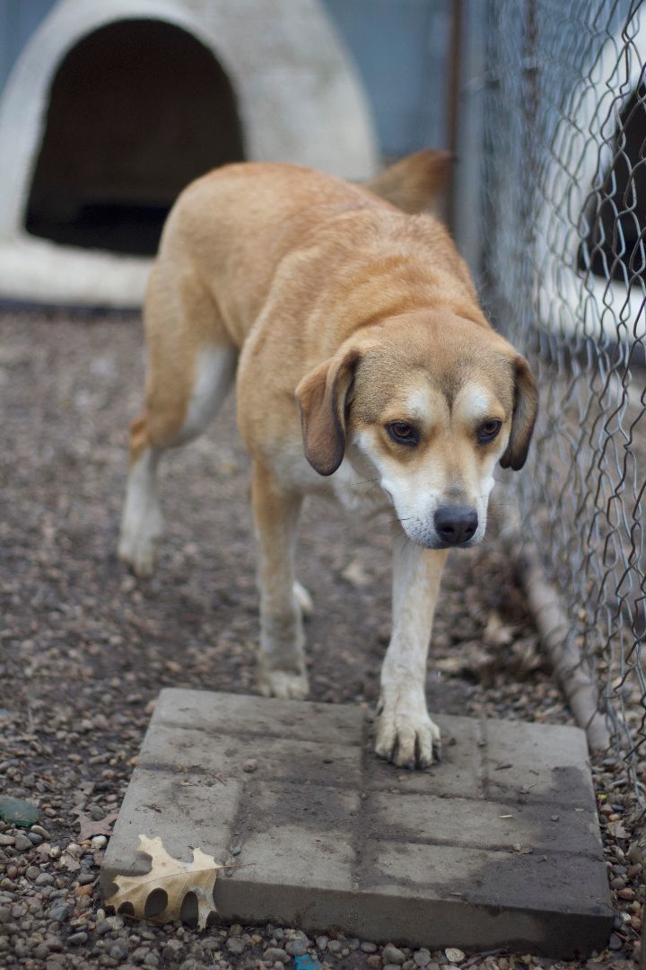 Fancy, a Adoptable mixed breed in Ottumwa, IA image 2/2