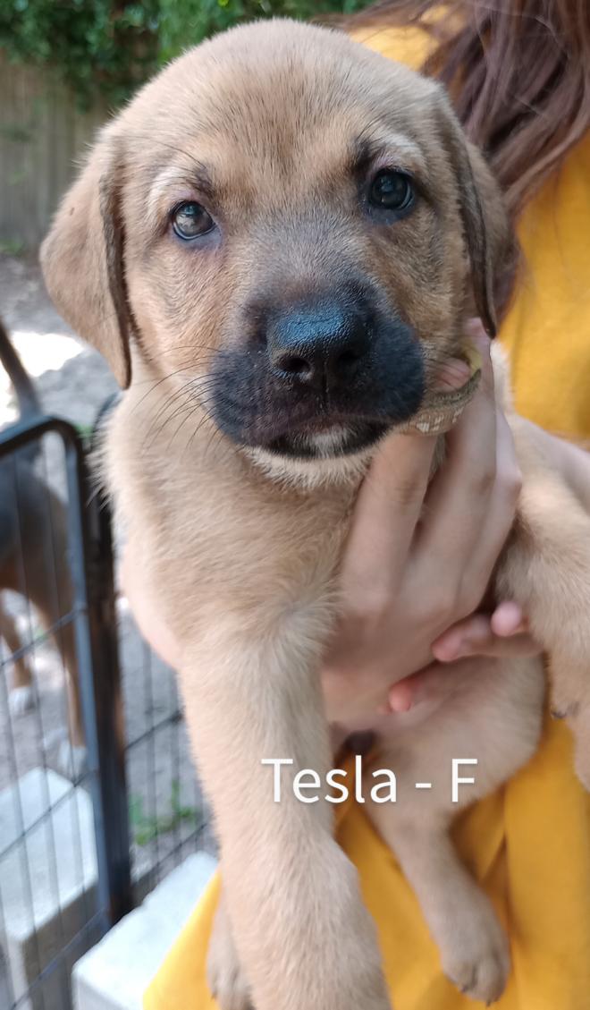 Tesla, an adopted Labrador Retriever & Rhodesian Ridgeback Mix in Saint Augustine, FL_image-1