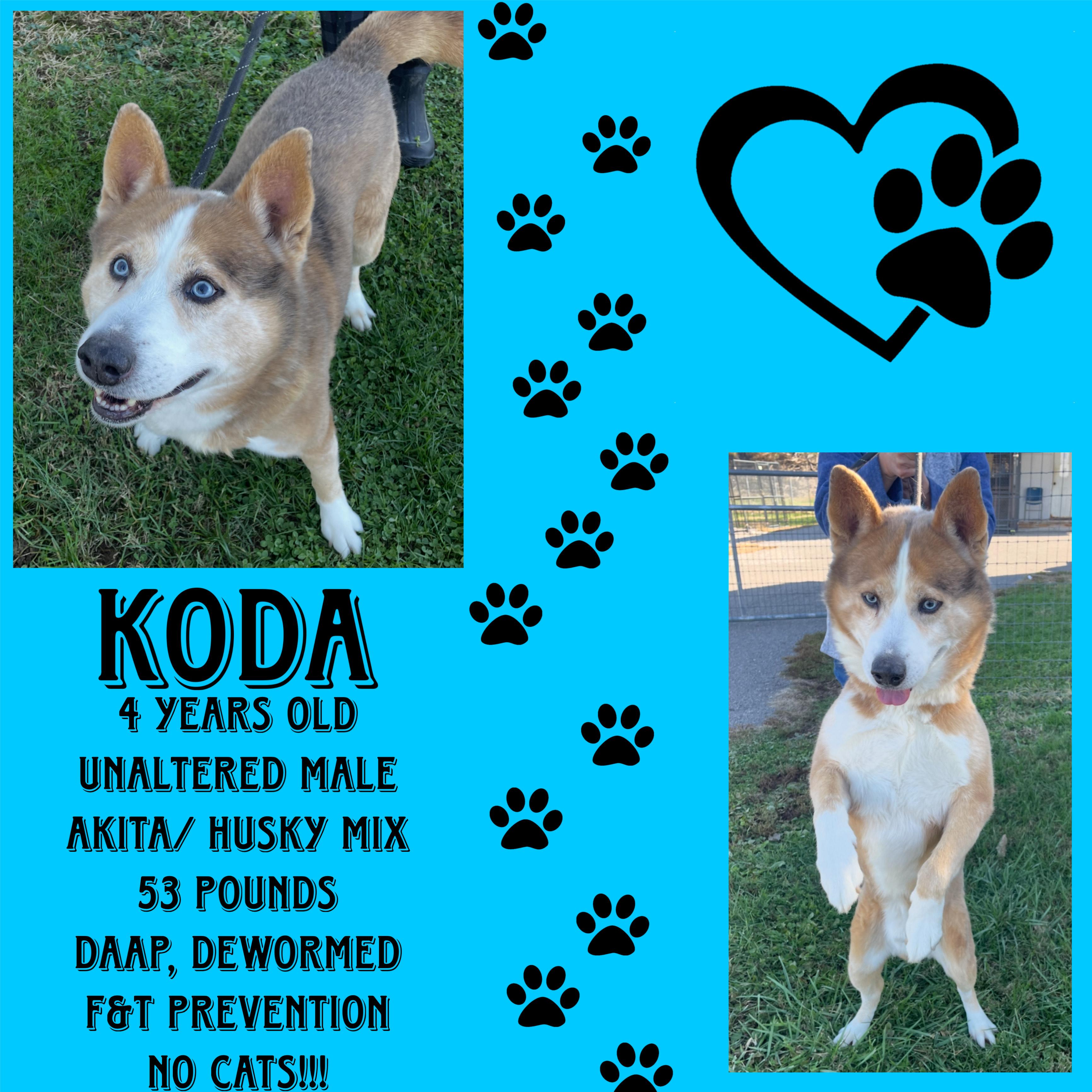 Enlarge Koda, a Adoptable mixed breed in Cynthiana, KY image 1/1