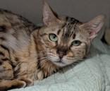 Peggy Sue, an adoptable Bengal in Divide, CO, 80814 | Photo Image 1