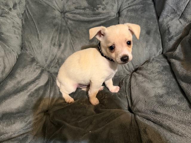 Enlarge Walker, an adopted mixed breed in Puyallup, WA image 1/6