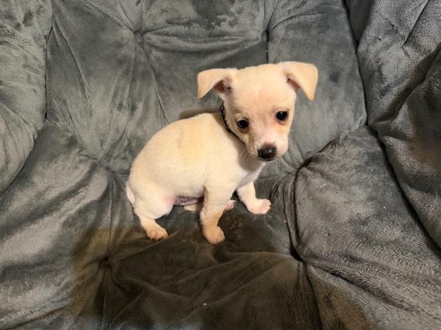 Enlarge Walker, an adopted mixed breed in Puyallup, WA image 5/6