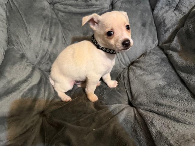 Enlarge Walker, an adopted mixed breed in Puyallup, WA image 2/6