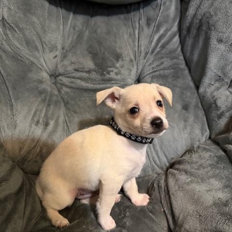 Enlarge Walker, an adopted mixed breed in Puyallup, WA image 3/6