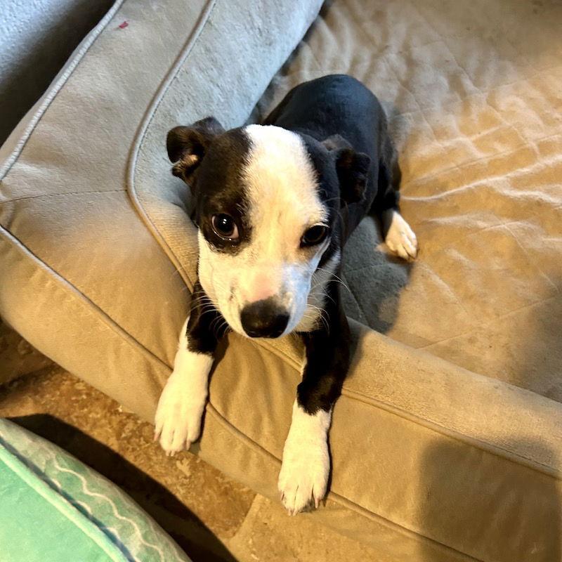 Scottie, Adoptable, Adult Male American Staffordshire Terrier.