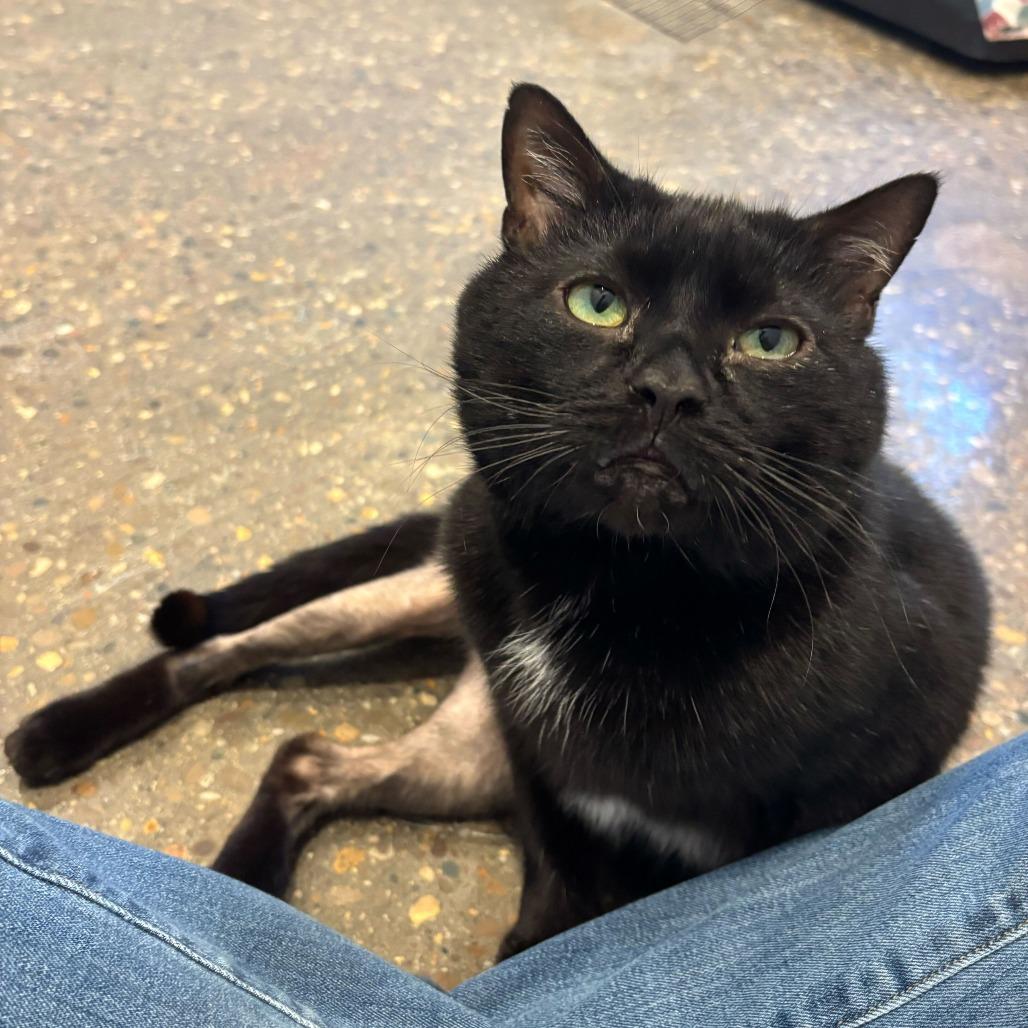 Sharpie, Adoptable, Adult Male Domestic Short Hair & Mixed Breed.