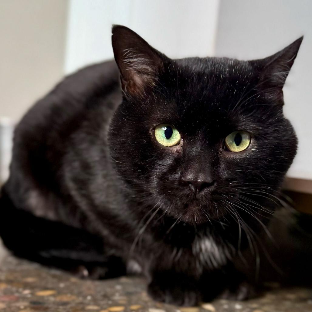 Enlarge Sharpie, a Adoptable mixed breed in Louisville, KY image 2/4