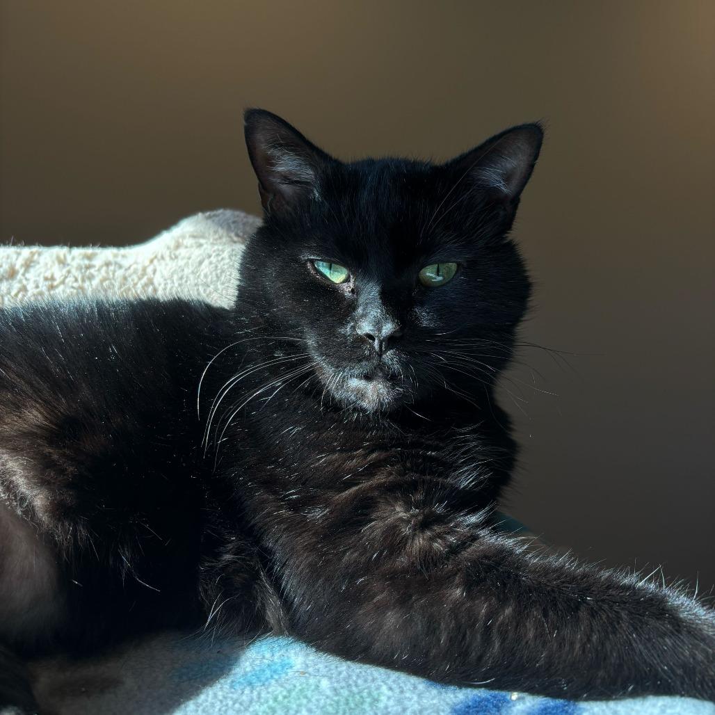 Enlarge Sharpie, a Adoptable mixed breed in Louisville, KY image 3/4