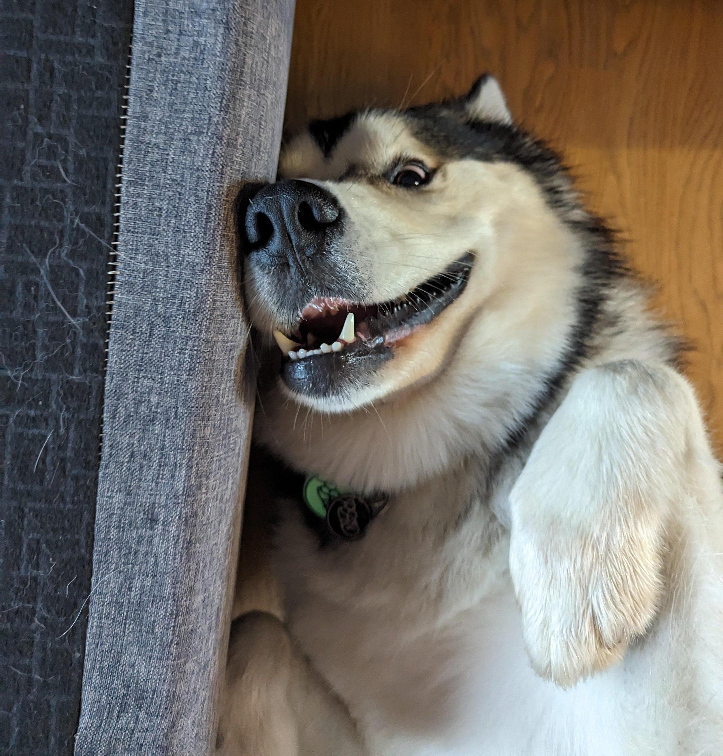 Knox, an adoptable Alaskan Malamute in Mont-Royal, QC, H4P 0B3 | Photo Image 2