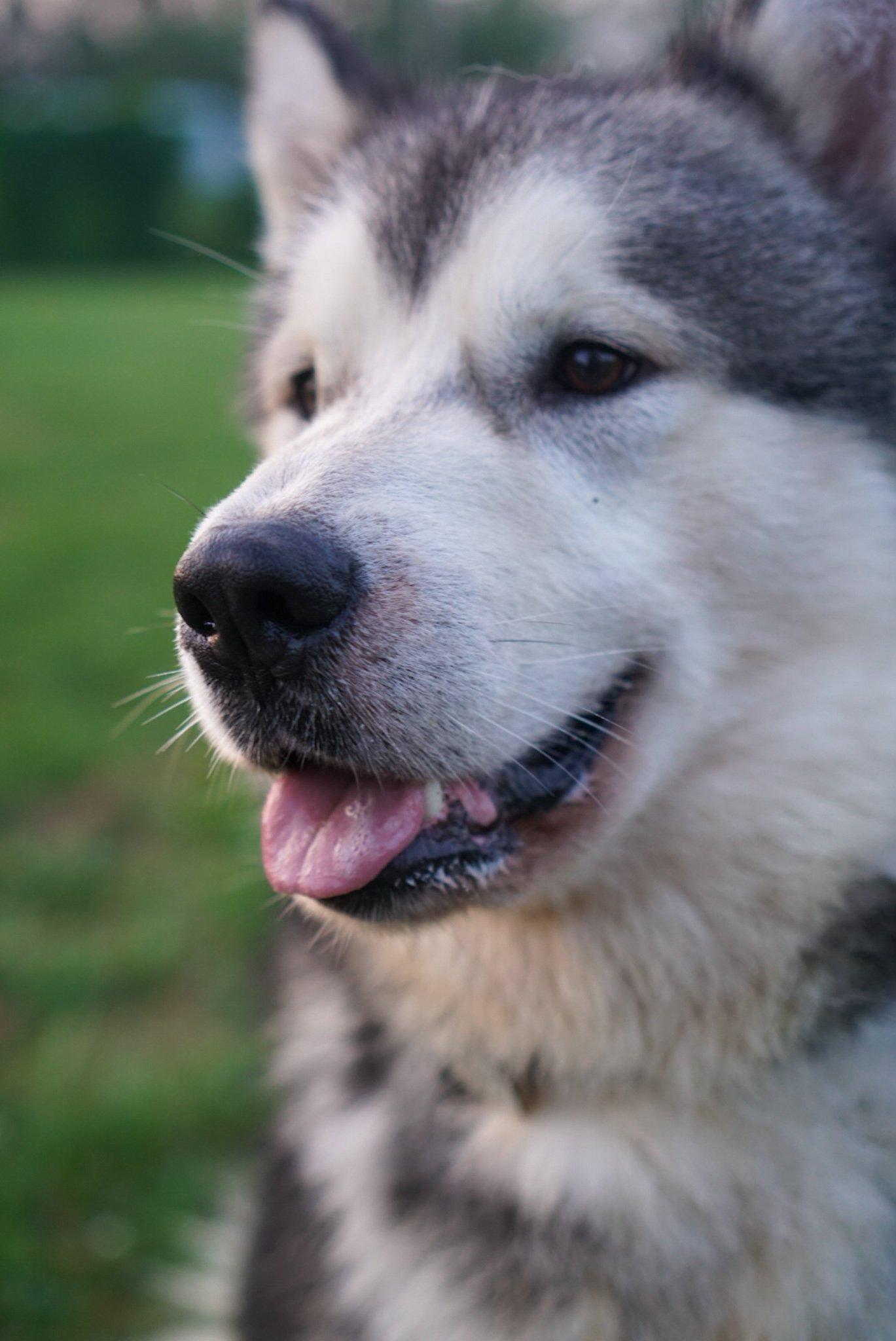 Knox, an adoptable Alaskan Malamute in Mont-Royal, QC, H4P 0B3 | Photo Image 3
