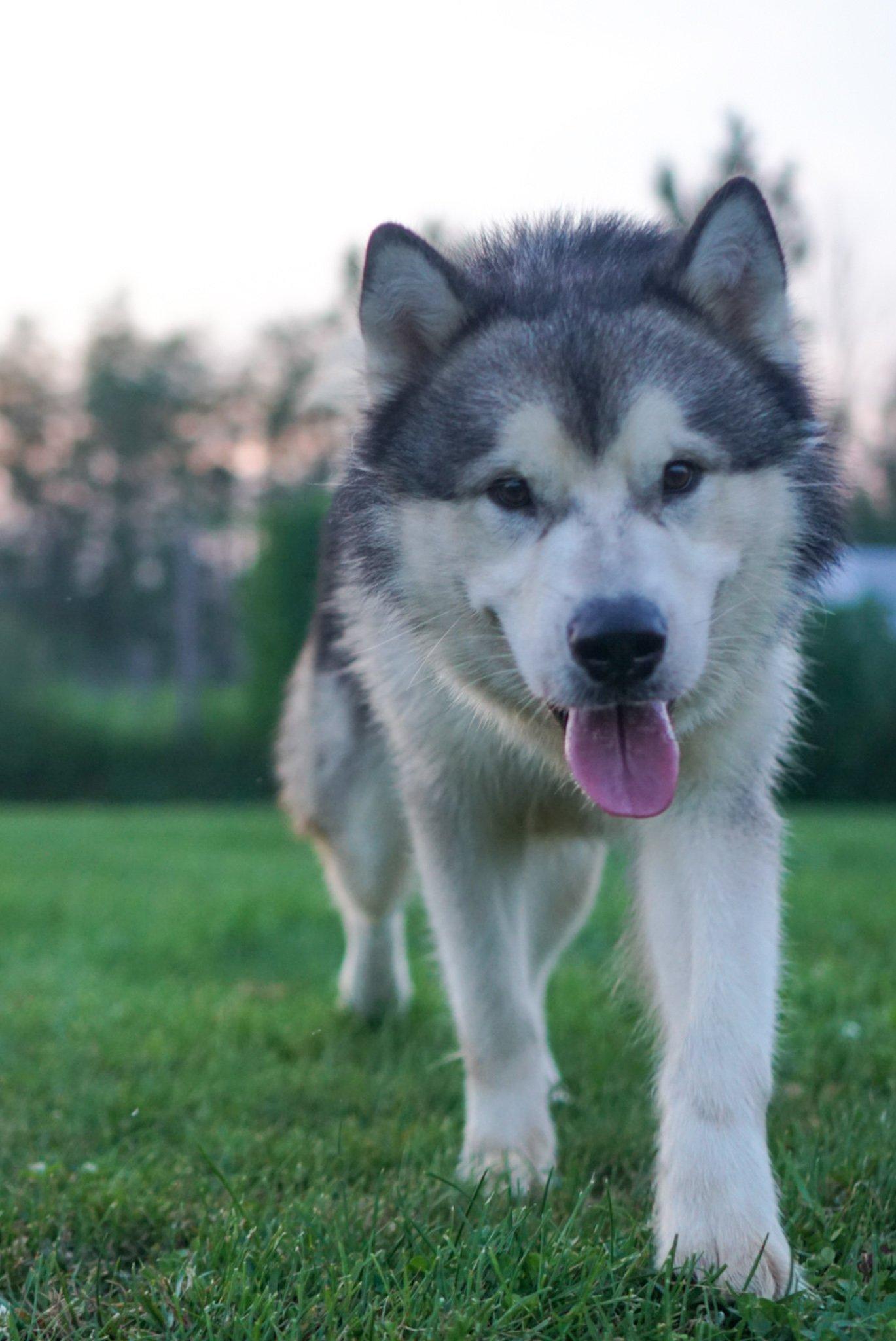 Knox, an adoptable Alaskan Malamute in Mont-Royal, QC, H4P 0B3 | Photo Image 4