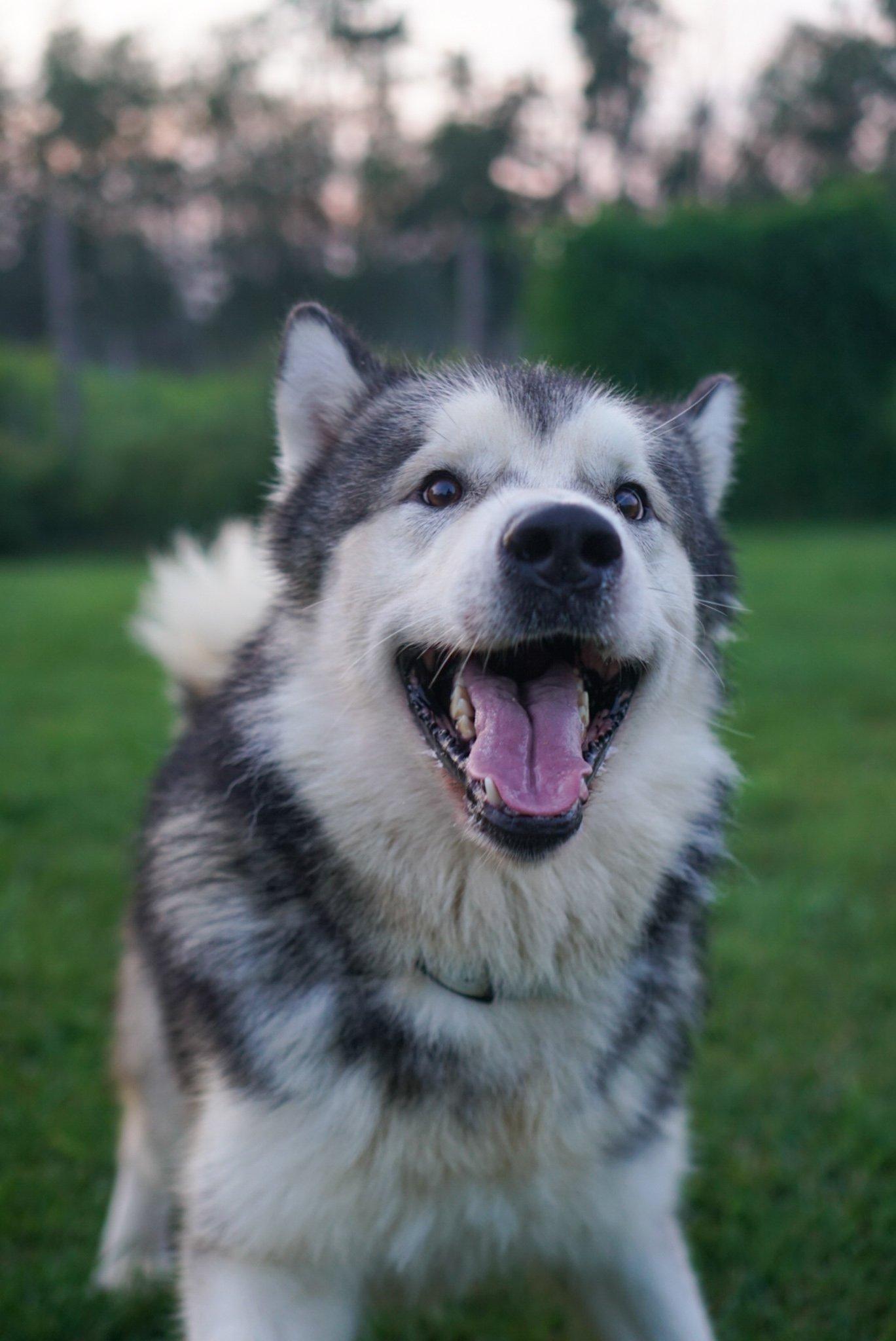 Knox, an adoptable Alaskan Malamute in Mont-Royal, QC, H4P 0B3 | Photo Image 1